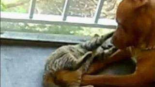 Pitbull and kitten make love