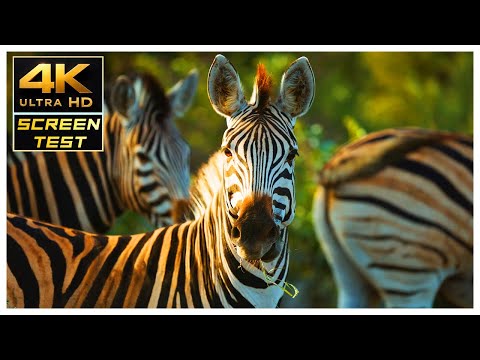 🌍 4K Ultra HD Screen Test - Breathtaking 4K Perfection for Your Screen! 📺