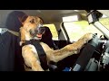 These Rescue Dogs Have Been Trained to Drive a Car