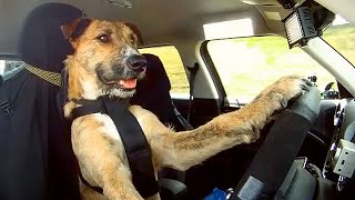 These Rescue Dogs Have Been Trained to Drive a Car