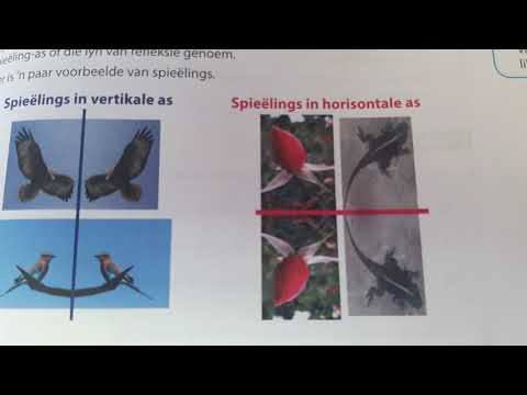 WISKUNDE GRAAD 8: 04 Junie 2020 - periode 3 (04083)