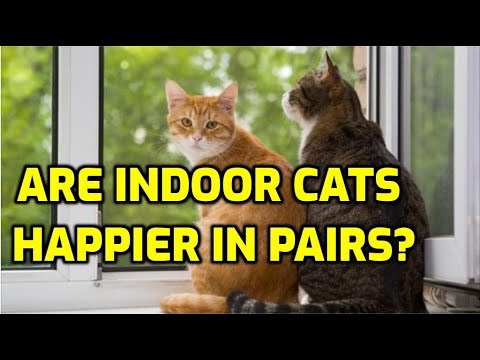Is My Cat Lonely Without Another Cat? - YouTube
