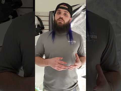 How to Transplant Seedlings into Hydroponics