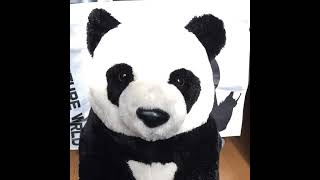 パンダの配信（パンダの顔が動くよ🐼）