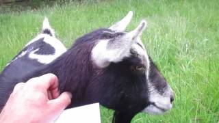 Crazy Goat Eating a Weeping Willow Tree