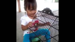 Download lagu Ketawa lucu (sangkar burung seriz) mp3 Download lagu Ketawa lucu (sangkar burung seriz) mp3