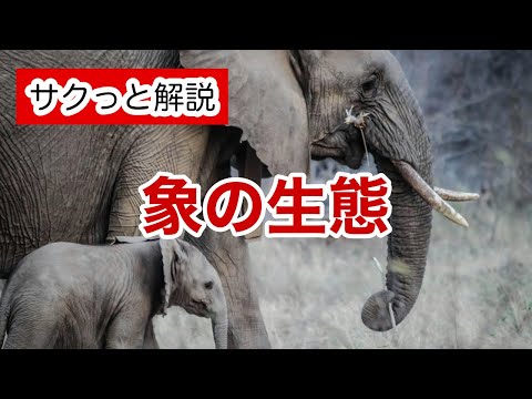 ゾウの種類とその特徴
