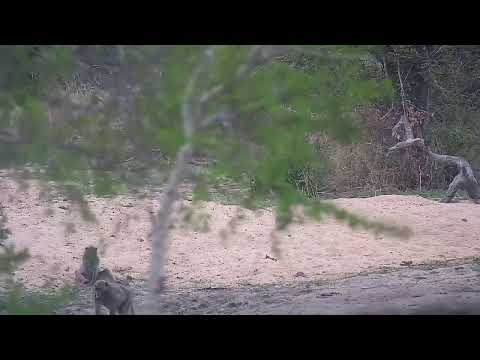 Djuma Private Game Reserve Live Stream