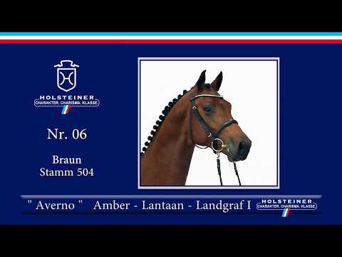 Holsteiner Körlot 2018 | Nr. 6 - AVERNO v. Amber - Lantaan