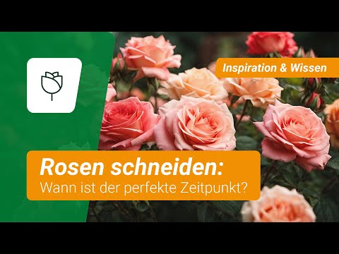 Rosen schneiden: Wann ist der perfekte Zeitpunkt?