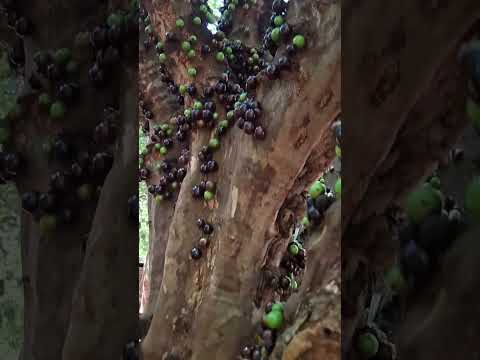 Um passeio pelo quintal Fazenda da Serra em Morrinhos/Go