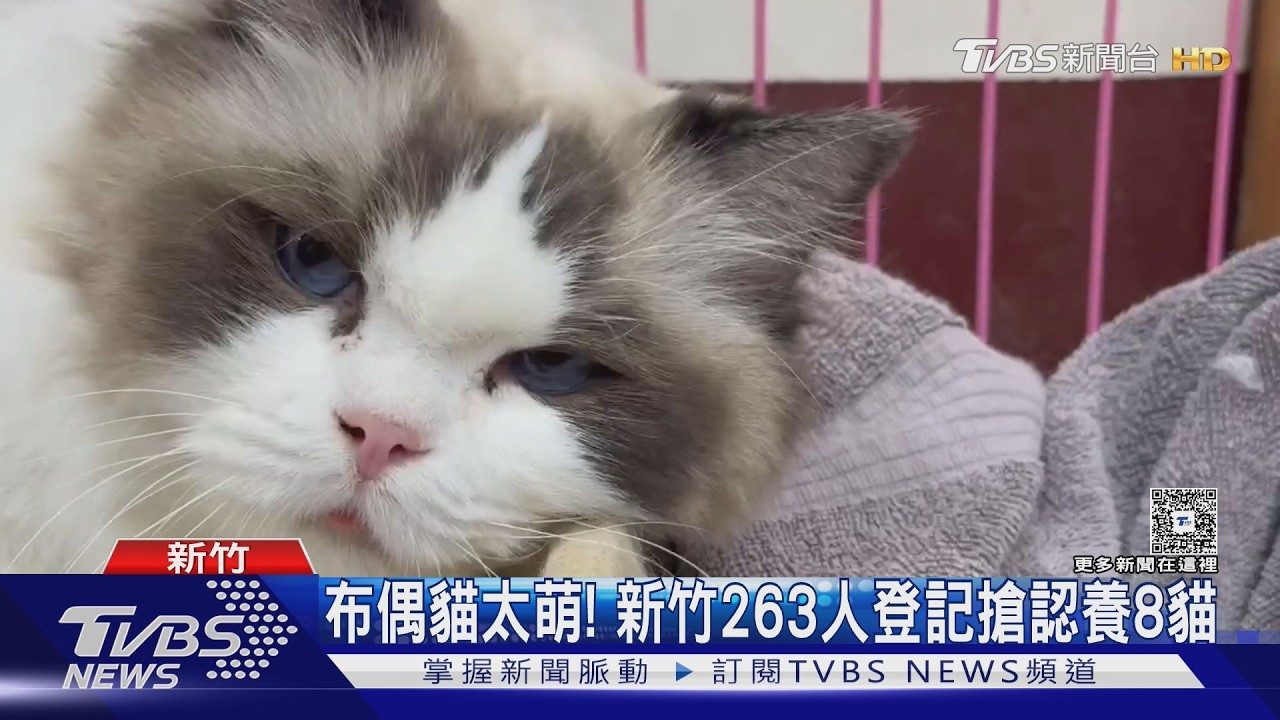 影音/新竹8隻布偶貓開放認養!263人搶抽籤 藍眼白毛萌翻天