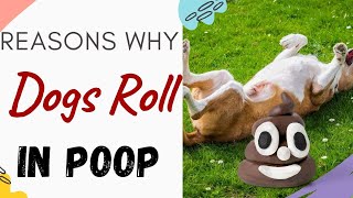 Why Do Dogs Roll In Poop/Smelling and Stinky Stuff (Answered & Explained)