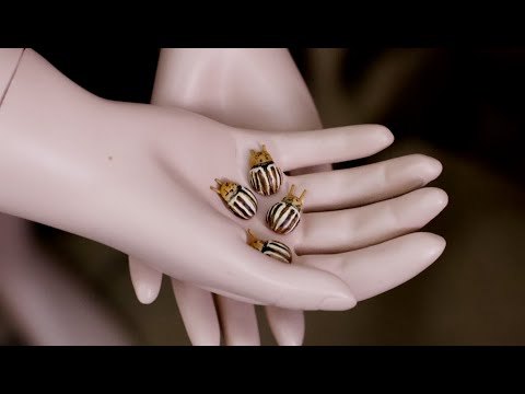 Jak w PRL walczono z plagą stonki ziemniaczanej-wystawa w Muzeum Przyrodniczym