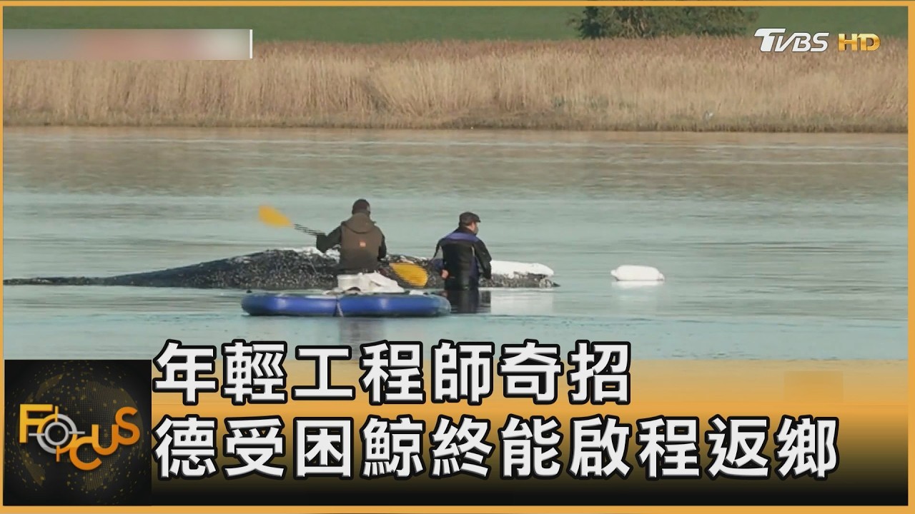 年輕工程師奇招　德受困鯨終能啟程返鄉