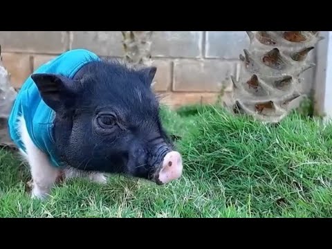 YiYi and YinYin obediently help grandpa take care of baby monkey Yumy