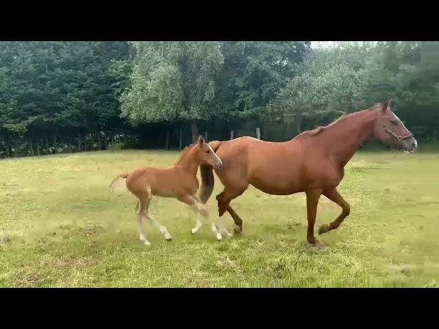 Pouliche 2026