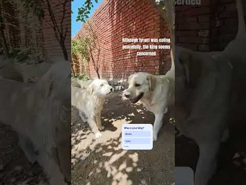 King Charles is Pissed Off With Tyrant🤔