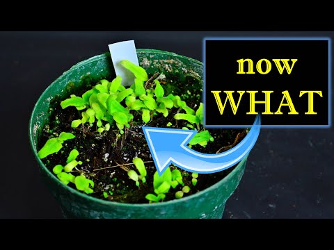Potting Up Seedlings - Streptocarpus - Pricking Out and Transplanting