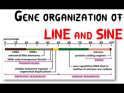 Genetic organization of LINE and SINE