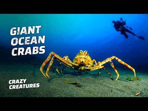 The Giant Japanese Spider Crab