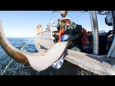 Amazing Fastest Giant Halibut Fishing longline on the sea Halibut Fillet Processing Skills #03