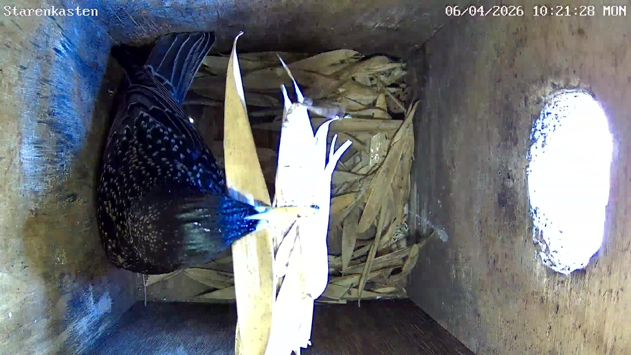 Nestbau im Starenkasten aber noch kein Weibchen in Sicht! | 06.04.2026