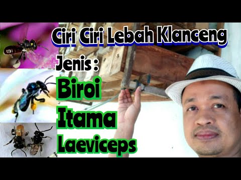 , title : 'Cara Membedakan Lebah Klanceng / Kelulut Jenis Biroi,  Itama,  dan Laeviceps #beekeeper'