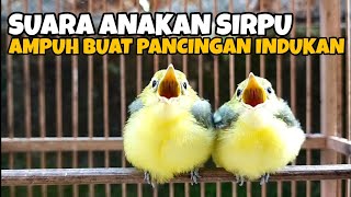 Download lagu SUARA ANAKAN SIRTU/CIPOH RIBUT KELAPARAN || SANGAT COCOK UNTUK PANCING INDUKAN mp3 Download lagu SUARA ANAKAN SIRTU/CIPOH RIBUT KELAPARAN || SANGAT COCOK UNTUK PANCING INDUKAN mp3