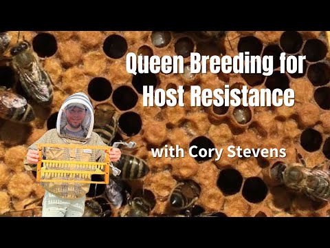 Expert queen breeder Cory Stevens sits down with Chari Elam