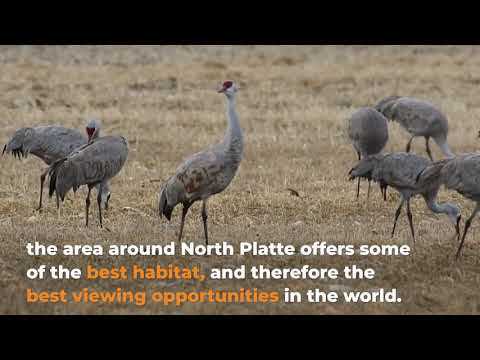 Sandhill Cranes in North Platte Nebraska