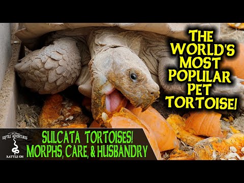 YouTube reptile video