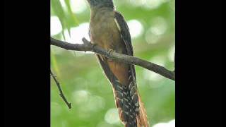 'The Cuckoo' ~ John Renbourn
