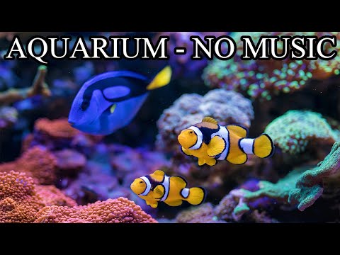 Coral Reef Tank Aquarium Sounds NO Music NO Ads - 10 Hours | Underwater Ambience Sounds