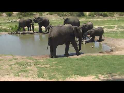 Djuma: Elephant herd comes for a cool drink - 12:31 - 12/30/18