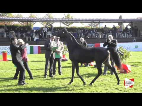 N.9 QS LEVANTE - Arezzo 2015 - Yearling Colts (Class 1B)