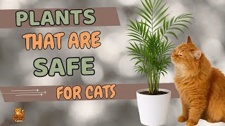 🌿 Best Cat-Safe Houseplants | Beautiful Indoor Plants That Are Safe for Cats 🐾