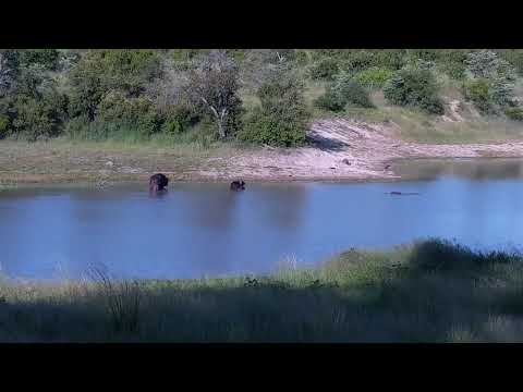 Djuma: Hippo keeping an eye on the two Buffalo - 17:18 - 01/19/22