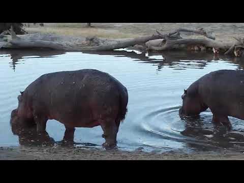 Djuma: Two Hippos arrive together for the evening - 17:21 - 09/11/19