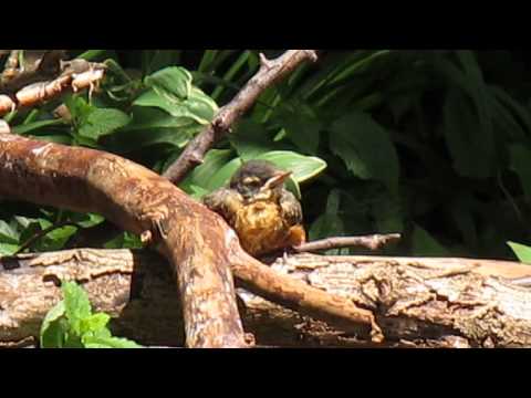 Baby bird that fell out of the nest in NJ is being fed !!!