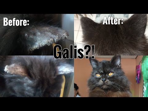 GALIS PUSA pano matanggal?! (How to cure your cat’s ring worm?!) || Philippines ✨