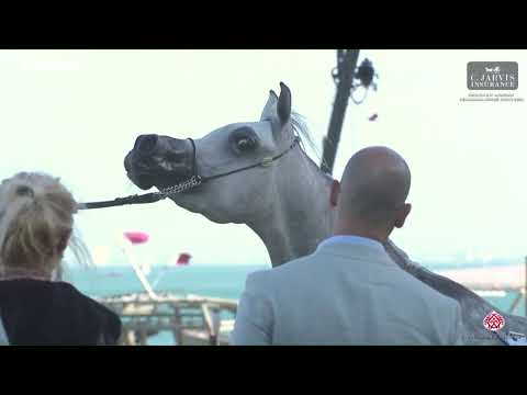 N 111 D AMEEREYYAH   Katara Int  Arabian Peninsula Horse Show 2023   Mares 4 6 Years Old Class 7