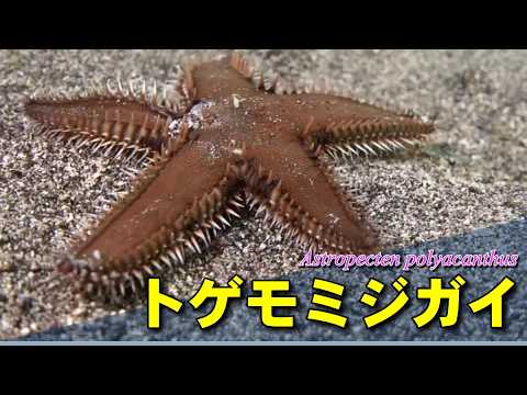 砂地をすばやく移動するトゲモミジガイ