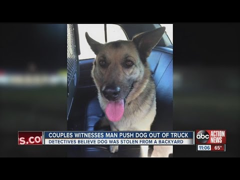 Tampa police seeks public's help to find man who abandoned dog