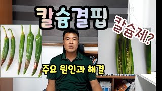 (고추)칼슘결핍? 주요 원인과 해결방법 칼슘제 칼슘비료 올바른 활용