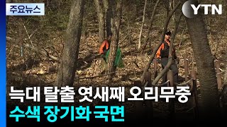 늑대 탈출 엿새째 오리무중...수색 장기화 국면 / YTN