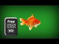 Goldfish Swimming Green Screen Green Screen Goldfish Animation Fish Green Screen
