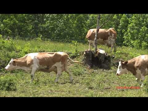 MUCCHE IN ALPEGGIO A PALANFRE' VERNANTE. (CN) MART. 2 - 6 - 2020.