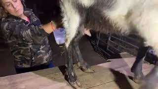 AWESOME today we put the goat in to milk for the first time in our rustic milking parlor💥