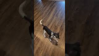 Video preview image #1 Chihuahua-Unknown Mix Puppy For Sale in Minneapolis, MN, USA